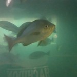 海中魚処 萬坊 - 店の中央には海中につながっている生け簀があります