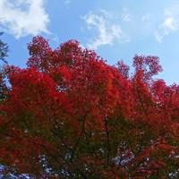 上杉伯爵邸 - (2016-11-2)　庭園の紅葉