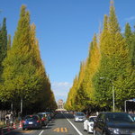 トラットリア カザーレ・デル・パチョッコーネ - 外苑いちょう祭り 2010