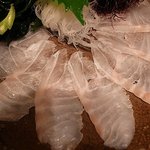 せいもん払い - 