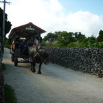 たきどぅん - 店のすぐそばを水牛車が通ります