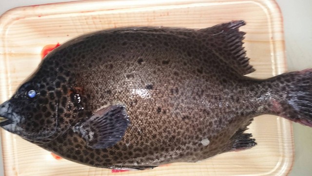 文月- 钓りたて石垣鲷入荷しました