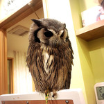 カフェ ホーホー - お店のドアを会えると可愛らしいふくろうチャンがお出迎えしてくれました(*´ー｀*)