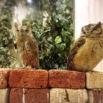 カフェ ホーホー - こちらはカウンターの前にいたふくろうチャン