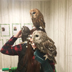 カフェ ホーホー - ふくろうまみれ（笑）