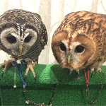 カフェ ホーホー - この2匹は仲良し♪