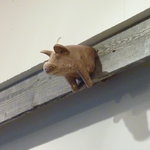 トゥ セイ グランデ - ｷｭｰﾄなブタさんｵﾌﾞｼﾞｪ