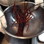 くいしんぼー山中 - 昼営業前に届いたばかりの活伊勢海老