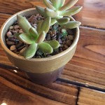 Happy Haleiwa Cafe - 多肉ちゃん