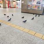 鈴懸 - 新宿地下街に鳩