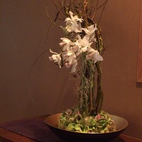 おおたに - 