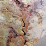 58560838 - あさひ 「たこせんべい」