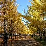 腰掛庵 - 2016.11.5 天童総合運動公園に出店