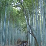 京料理旅館 高台寺 よ志のや - ２）竹林　天龍寺から常寂光寺への道