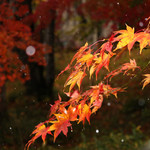 別邸 仙寿庵 - 紅葉と雪☆