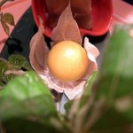 佐賀牛 季楽 銀座  - 