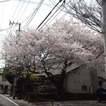 かえる食堂 - 近所の教会の桜❣️
      今はもうありません(-_-)