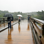 Hakutaka Miyake Shouten - 雨の宇治橋