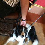 Mar - 主人パンダにも懐いてます