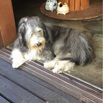 インディハウス - Cafe owner's dog