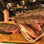 ちゃきちゃき - ワニゴチ('16.10)