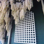 Madame Brussels - 常初夏