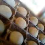 アンジェリック ヴォヤージュ - 