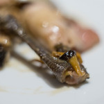 ラチュレ - 琉球産（りうきうさん）高麗雉（かうらいきじ）膀胱（ヴェッシー）包（つゝ）み、高麗雉（かうらいきぢ）の脚（あし）