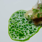 ラチュレ - 梭魚（かます）冷燻（れいくん）、ソース