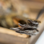 ラチュレ - 琉球産（りうきう）雌高麗雉（めすかうらいきじ）、爪（つめ）