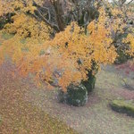 黄色く色づいて