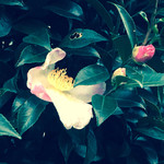 一幸庵 - 近くに咲いてた椿の花