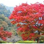 蒜山ラッテバンビーノ - 