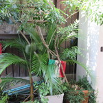 ラ・クチネッラ・ディ・ヤマモト - 緑の正体