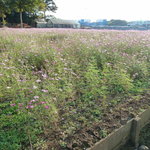 みよしそばの里 - 2010/11　コスモス