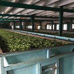 Glenloch Tea Factory - 工場内（摘んだ葉を乾燥させているところ？）