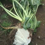 くるるの杜 農村レストラン - 【2010年10月】てんさい。