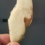 くるるの杜 農村レストラン - 【2010年10月】てんさいをかじったら、ほんのり甘かった。