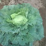 くるるの杜 農村レストラン - 【2010年10月】キャベツ(花が咲いたようです）。