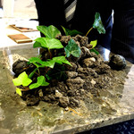 クイントカント - 