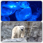 海陽 - 男鹿にある男鹿水族館 GAO シロクマもいた ここから車で15分ほど