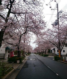 Washoku Samasama - 毎年桜の時期は、とても綺麗で満杯です！