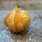 寿司栄 - 28年11月　ホオズキ