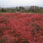 Blueberry Fields 紀伊國屋 - 