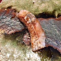 水暉 ザ・リッツ・カールトン京都 - 皮目が香ばしいのどぐろ