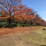 スターバックスコーヒー - スターバックスコーヒー富山環水公園・富岩環水公園に広がる紅葉