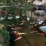 Tsukiji Jisaku - 池の鯉