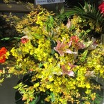 麺屋 さくら井 - 