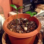 楽山 - へべす　にょき