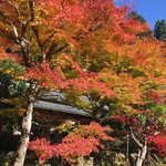 美山荘 - 敷地の紅葉